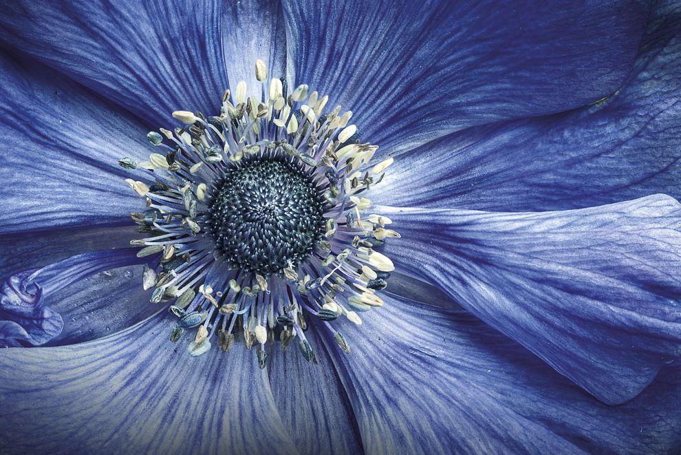 blue anemone’s petals